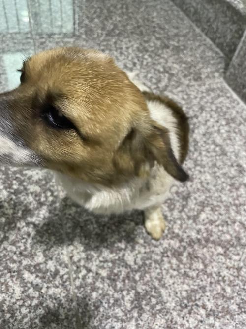 충북 진천군 덕산읍에서 강아지를 보호하고 있습니다.