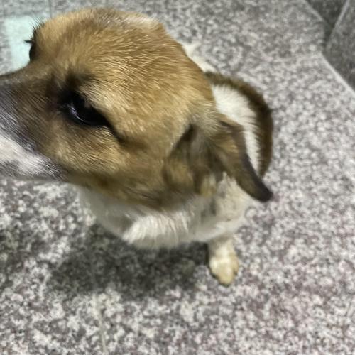 충북 진천군 덕산읍에서 강아지를 보호하고 있습니다.