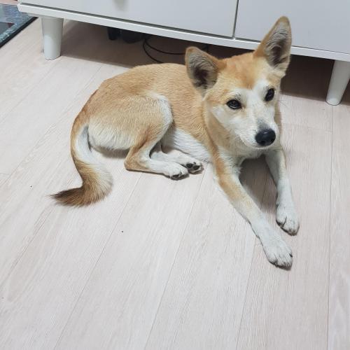 구미시 형곡동 발견 갈색 강아지 보호중