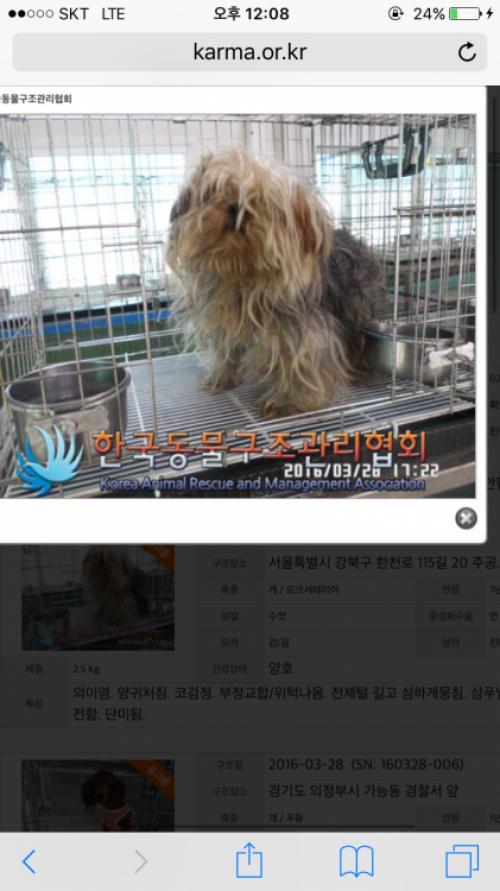 요크셔테리어 남아 봐주세요!!!!!