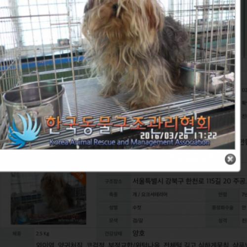 요크셔테리어 남아 봐주세요!!!!!