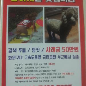 대구에서 갈색푸들올리브를 찾습니다