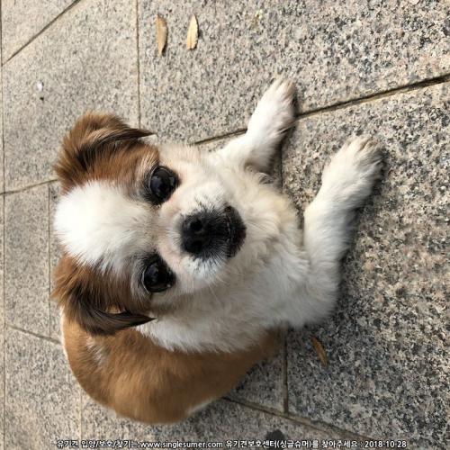 서울 동대문구 시츄요