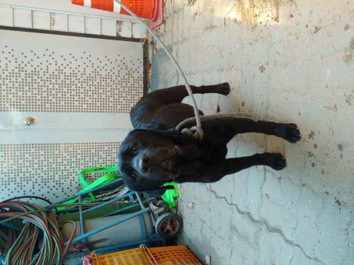 서울 구의역 근처 강아지 주인 꼭 찾기를