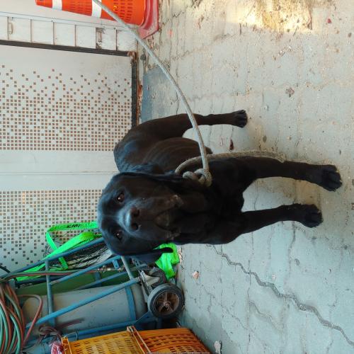 서울 구의역 근처 강아지 주인 꼭 찾기를