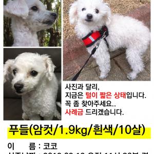 사상구에서 잃어버린 푸들 코코를 찾습니다.