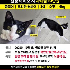 코숏 콩떡이 찾습니다