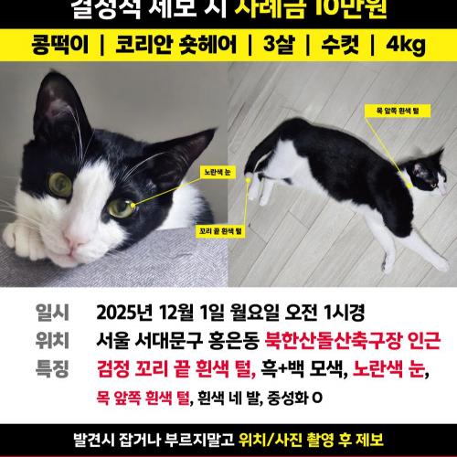 코숏 콩떡이 찾습니다