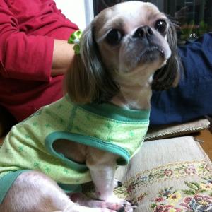 시츄 여아 (8살) 강아지를 찾아주세요.