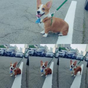 웰시코기 호두를 찾습니다