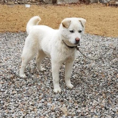 진돗개? 보호중이예요!!!