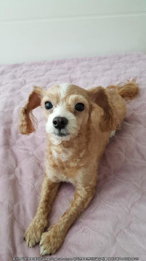 푸들임시보호중입니다.