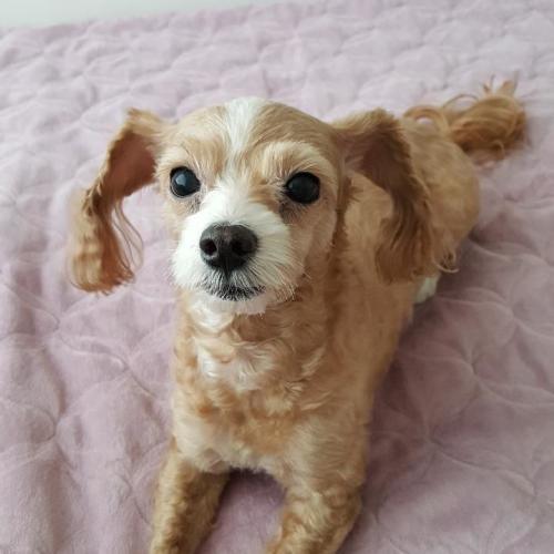 푸들임시보호중입니다.