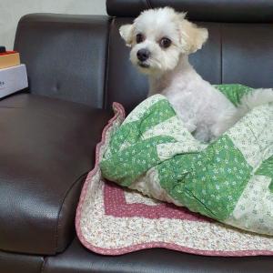 거창군 가조면 강아지를 찾습니다.