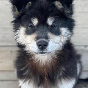 장모 블랙탄 진돗개 믹스 뚱이를 찾습니다.