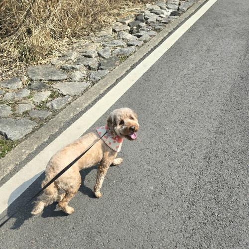 골든두들 2022.09.09 여아 분양합니다