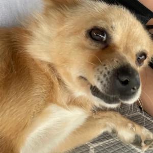 김포시 통진읍, 강화군, 서울방면 일대  강아지 찾아요! 갈색/믹스견/암컷