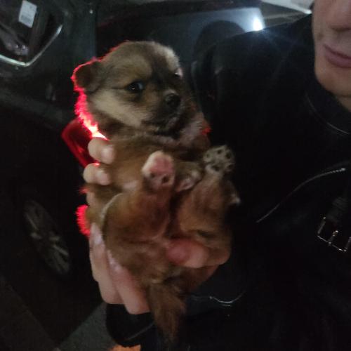 믹스견 소형견 꼬물이 3마리 분양합니당