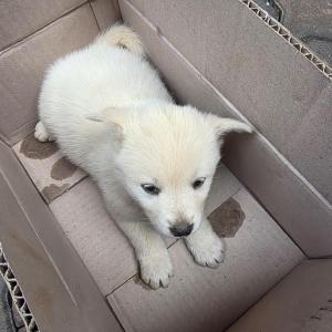 백구 믹스 암컷 생후1개월 가량