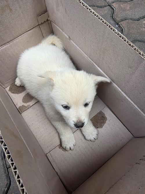 백구 믹스 암컷 생후1개월 가량