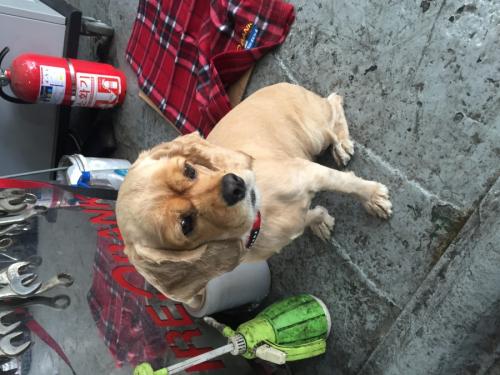 낙성대역 부근 코카스파니엘 주인찾습니다..