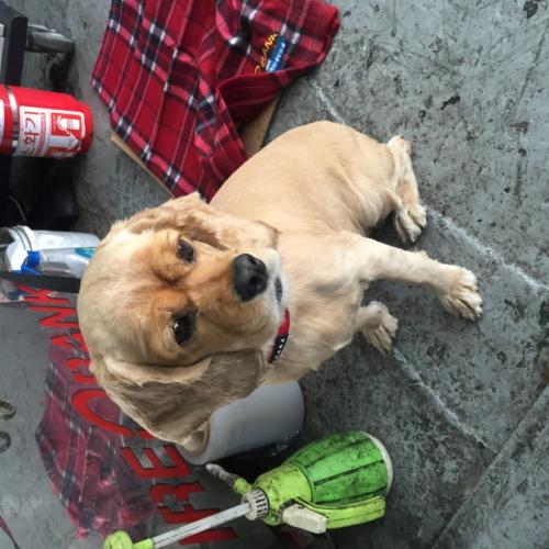 낙성대역 부근 코카스파니엘 주인찾습니다..