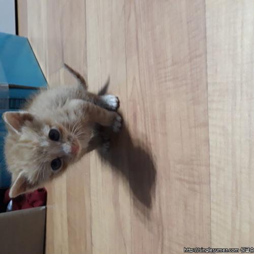 고양이 분양합니다(급해요 제발..ㅜㅜ)