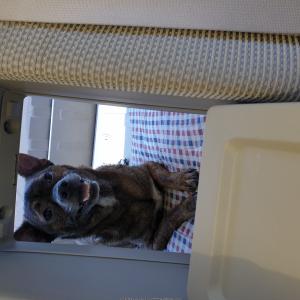 충주시 강아지를 찾습니다  호구무늬에요