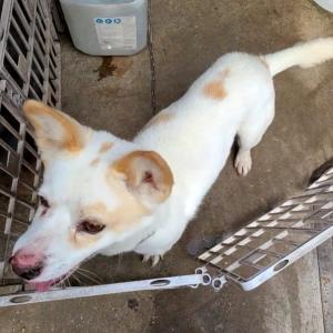 인천 서구 가좌동 남아 믹스견(흰색에 갈색얼룩) 강아지 찾습니다.