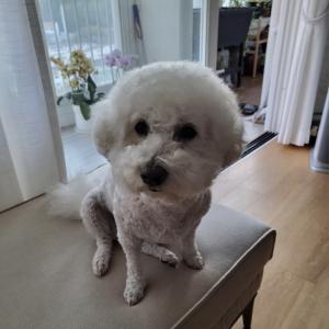 강아지(비숑프리제) 찾습니다