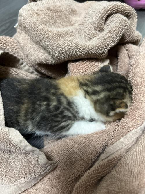 고양이 평생집사님 찾습니다