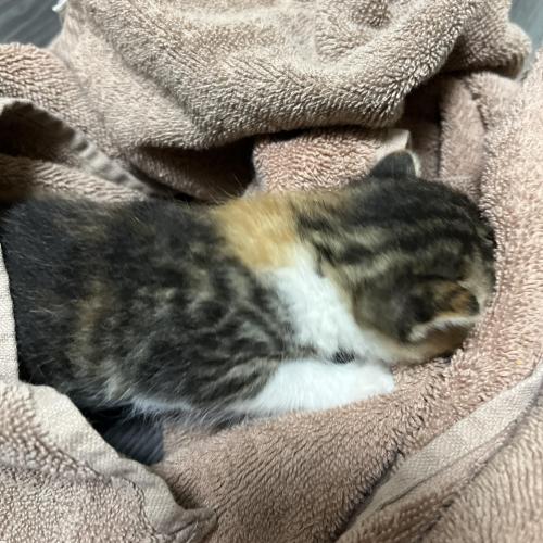 고양이 평생집사님 찾습니다