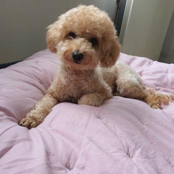 갈색푸들
