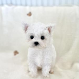 [39만원] 미니 비숑프리제 왕자님 분양중입니다