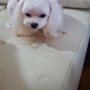 말티즈.여아 찾아요ㅜㅜ