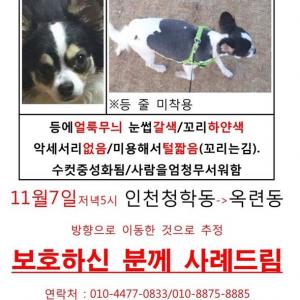 인천청학동에서 집나간 흰검정 점박이차와와 찾앗습니다 감사합니다 ㅜㅜ