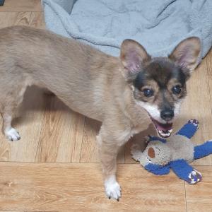 갈색 믹스견 찾아요