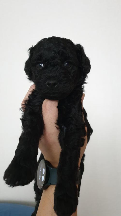 블랙 푸들 입양 보냅니다..