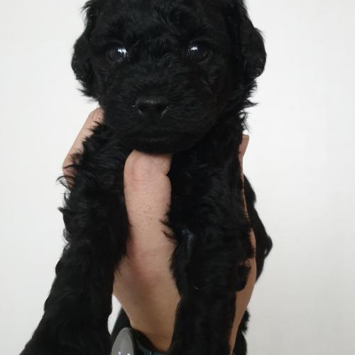 블랙 푸들 입양 보냅니다..