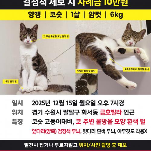 수원 코숏 고등어태비 찾습니다