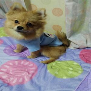 저희 강아지를 찾아주세요