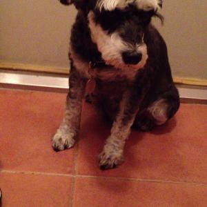 [서울 강서구 공항동]강아지를 찾습니다.