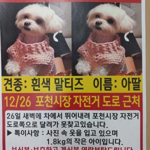 경기도 포천에서 강아지 찾습니다