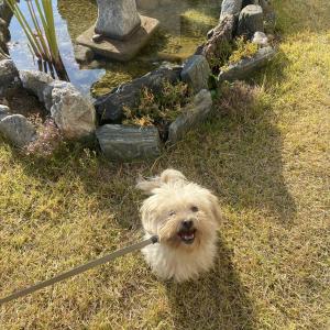 양평군 용문면 갈월길에서 말티즈(크림이)를 찾아요