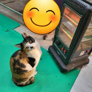 작년말에 잃어버린 아이를 애타게 찾고 있어요