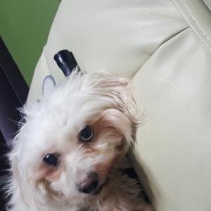 서울시 중랑구 면목4동 통통한 말티즈 찾습니다.