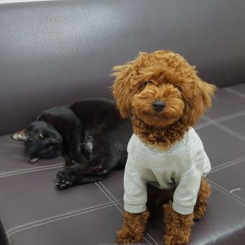서울성북구정릉동에서진한갈색토이푸들찾자요