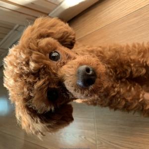 평생 반려견~ 수철이를 찾아 주세요..