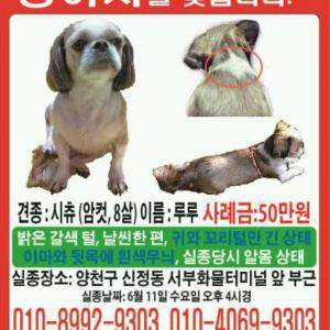 강아지를 찾습니다. (시츄)