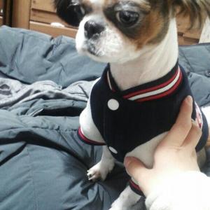 도봉구 쌍문동 / 시츄 / 암컷 / 1살